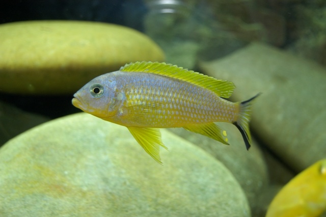 Maylandia sp. 'daktari' Chiwindi